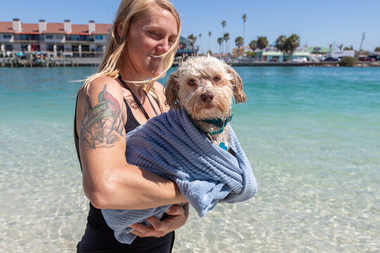 Smiling woman with a tattoo standing on the beach drying her wet havapoo, Florida, USA