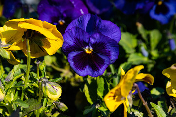 Pansy plant in the garden, viola tricolor in the spring sunshine.