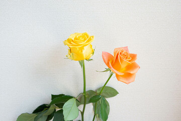 黄色とオレンジ色のバラ