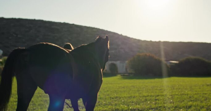 Embracing Ranch Life: Woman Leading Horse on the Verdant Green Field, Emphasizing the Importance of Animal Care and the Joy It Brings. High quality 4k footage
