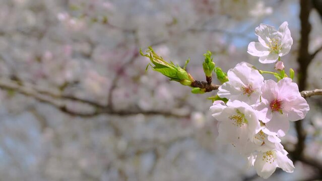 In full bloom of cherry blossom "sakura", rack focus from cherry branch to back.
