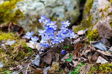 Closeup of beautiful blue Hepatica and dry leafs