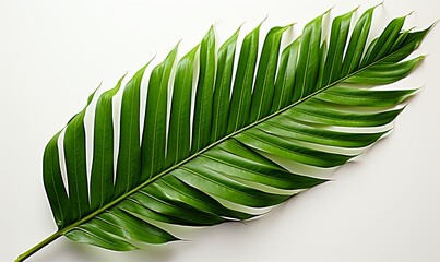 Close Up of Green Palm Leaf on White Background