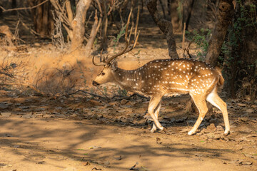 Axis indian (Axis axis) is a smaller, strikingly coloured species of southern Asian deer. It is considered the prettiest kind of deer.