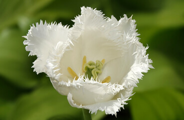 The Tulip fringed flower is very delicate and beautiful