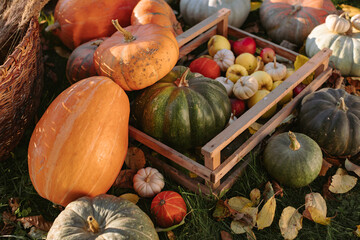Close-up of a crate of assorted pumpkins amongst autumn leaves, Belarus