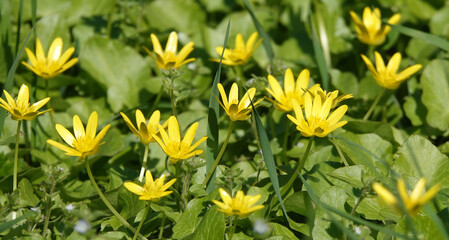 Spring Chistyak flowers growing in a field