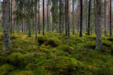 Fototapeta na wymiar Pine forest covered of green moss. Forest therapy and stress relief.