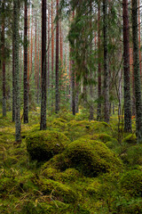 Pine forest covered of green moss. Forest therapy and stress relief. - 788000393