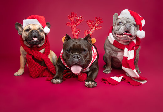 Blue brindle French Bulldog, bulldog mix and fawn bulldog dressed in festive Christmas outfits sitting side by side in front of a red background