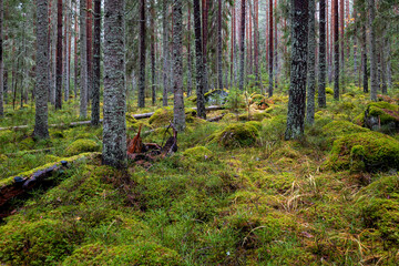 Pine forest covered of green moss. Forest therapy and stress relief. - 788000744
