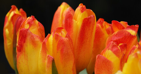 The Tulip flower is very delicate and beautiful