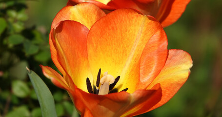 Obraz premium The Tulip flower is very delicate and beautiful