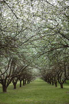 Rows of apple trees in full bloom in an orchard, Belarus