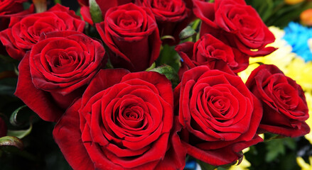 Rose burgundy - flower plant macro