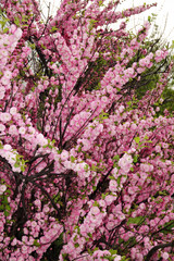 Almond triloba &ndash; flowers of the bush