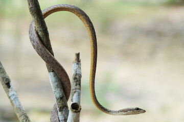 closeup of brown vine snake with red tongue on the branch