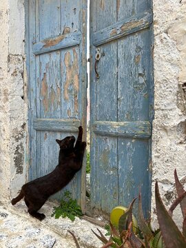 Close-up of a black Cat sharpening its claws on a wooden door, Pyrgos, Santorini, Greece