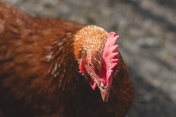 Domestic chicken with brown and white feathers running around the yard in the free range. Organic chickens. Homegrown eggs. Funny expression