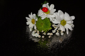 Bouquet of white daisies about black background