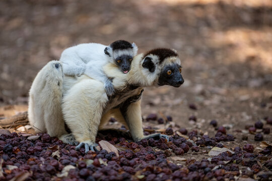 Close-up of a white sifaka lemur (Verreaux's sifaka) carrying her baby on her back, Menabe Antimena, Menabe, Madagascar