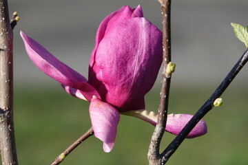 Magnolia Liliaceae large burgundy buds