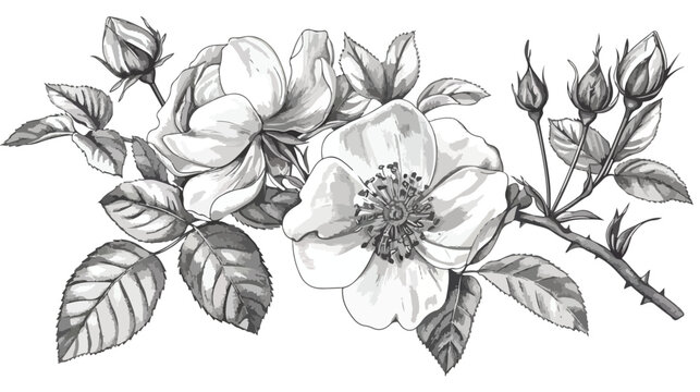 Elegant botanical drawing of beautiful dog roses grow