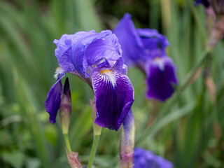 Nature concept for design.Close-up of a Purple Violet flower iris on blurred green natural...