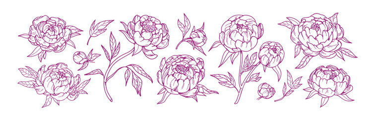 Blossomed peony flowers set. Floral plants, Japanese gorgeous blooms, retro drawings. Beautiful Japan oriental buds. Detailed botanical hand-drawn vector illustration isolated on white background