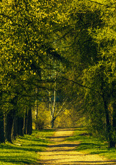 Fototapeta premium Lush path through woods with tall trees, green grass and vibrant yellow leaves