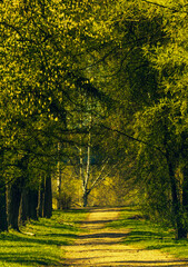 Lush path through woods with tall trees, green grass and vibrant yellow leaves
