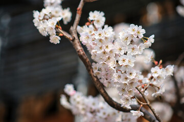many pink sakura cherry blossom flowers bloom in spring in Japan with blurred background
