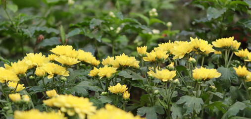 Obraz premium Yellow Chrysanthemum Flower Landscape With Leaves On The Green Background