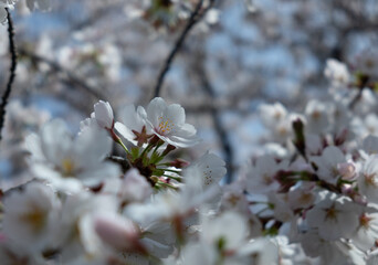 桜の花