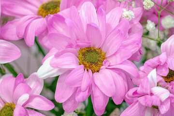 Closeup of a pink petal flower with a vibrant yellow center