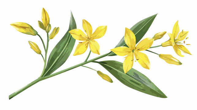 Gagea lutea flower. Yellow Star-of-Bethlehem plant. background