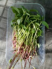Microgreens are a healthy, nutritious and tasty food addition.