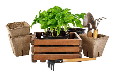 Gardening and farming tools for organic food grawing. Spicy herbs basil in wooden box with garden tool. Isolated. PNG. - 788016726