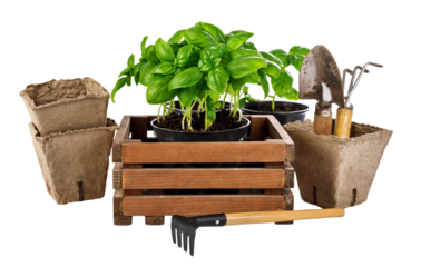 Gardening and farming tools for organic food grawing. Spicy herbs basil in wooden box with garden tool. Isolated. PNG.