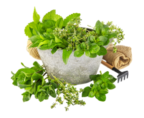 Herbs. Big Basket with different Fresh Farm herb Vegetables. Harvest. Spicy herbs food or Healthy diet concept. Vegetarian cooking ingredients. PNG