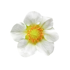 Strawberry flower, isolated. PNG. - 788017351