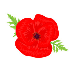 Vector illustration of Red Poppy flower with leaves on transparent background - obrazy, fototapety, plakaty
