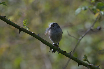 Long tailed tit with nesting material