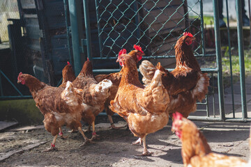 Domestic chicken with brown and white feathers running around the yard in the free range. Organic...