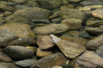 View of the pebble under in the water