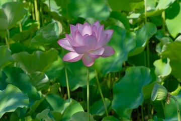 Obraz premium pink lotus in full blooming