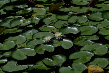 water lily in full blooming 