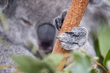 Koala hand gripping a tree branch. Koalas, Phascolarctos cinereus, have two opposing thumbs to increase grip, as well as long sharp claws. Species endemic to Australia.