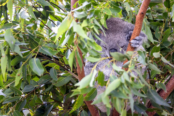 A koala, Phascolarctos cinereus, curled up and sleeping in a eucalyptus tree, Australia. This cute marsupial is endangered in the wild.