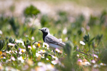 White wagtail (Motacilla alba) among green grass and daisies. White wagtail on meadow. Animal.  Migratory birds began to fly to warm countries. Ornithology. 